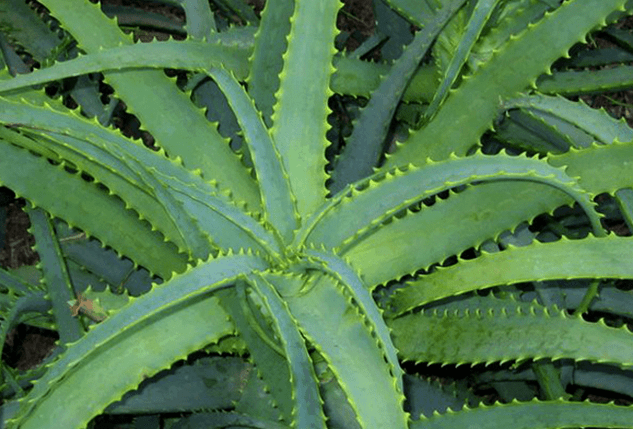 Kalanchoe flower treats male diseases