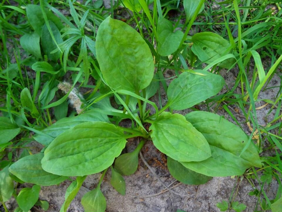 Plantain for Prostatitis