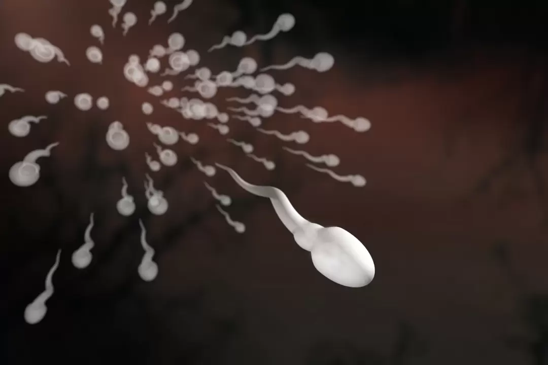 Sperm and its changes in prostatitis